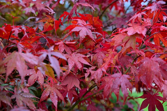 Robert Felcan/shutterstock.com