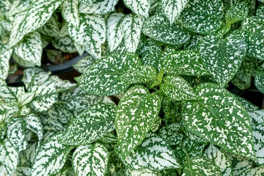 Bebenjy/istockphoto.com