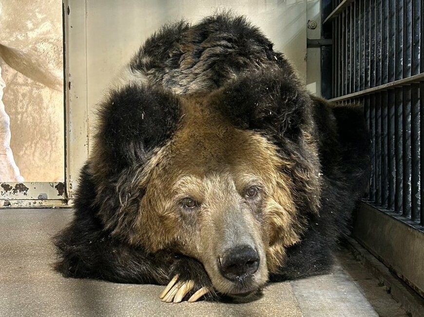 【神戸市立王子動物園】260件の追悼メッセージに涙...人気者だったウマグマ「マー」の訃報に悲しみの声が多数（兵庫県）