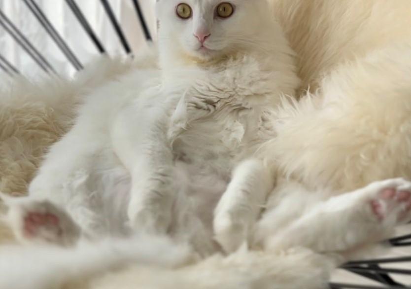 出所：@meltube_cat