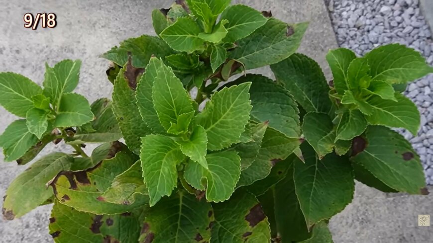 出所：@ohanachannel30