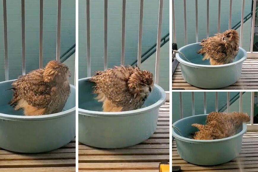 出所：@NORIKO_Rye