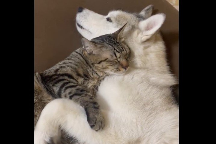 4万いいね「本当に素敵な家族」保護猫とハスキー犬の尊い親子愛