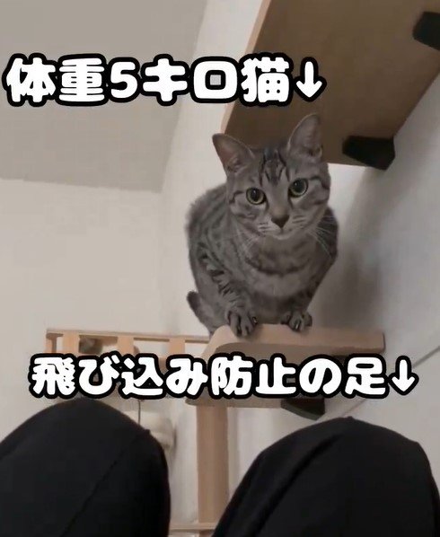 猫が飛び込んでくるのを防止したら　予想の斜め上を行くオチに笑ってしまう