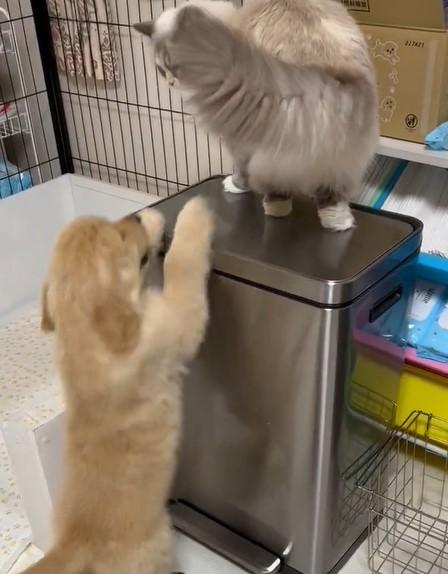 出所：@pu_channeldesu