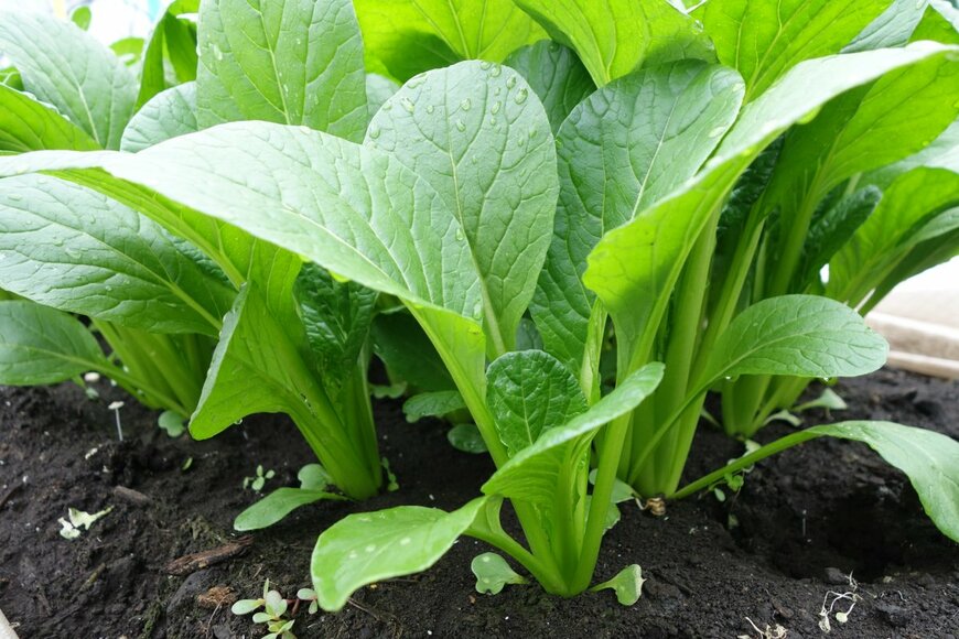 Ryoko Fujiwara/shutterstock.com