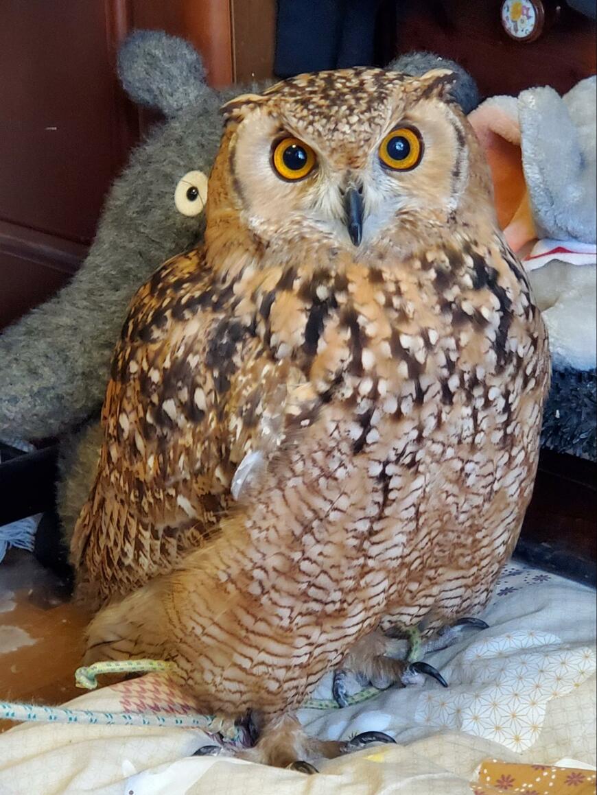 出所：@NORIKO_Rye