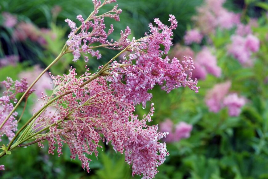 【寄せ植えガーデニング】梅雨に負けない「もふもふ宿根草 アスチルベ」一緒に植えたい草花3選