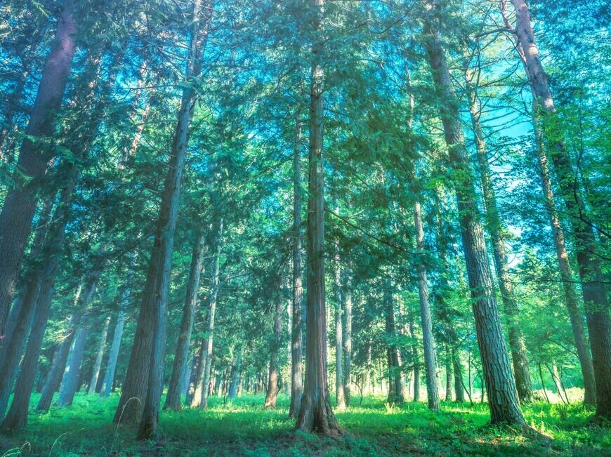 出所：@pomu_iyashi