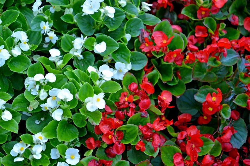 Irina Borsuchenko/shutterstock.com