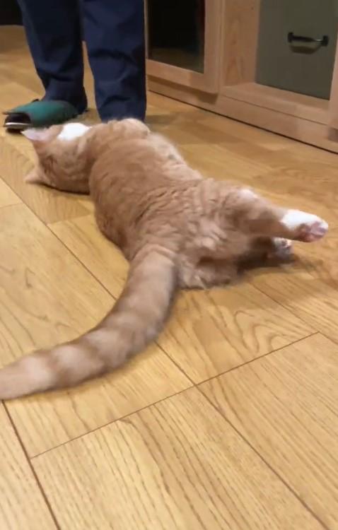 出所：@kotaro_0315