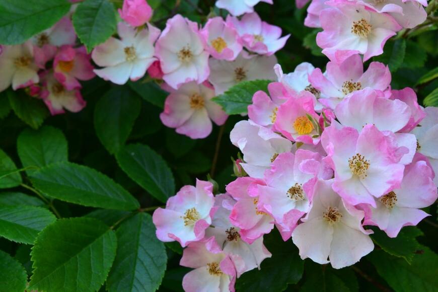 Yada goemans/shutterstock.com