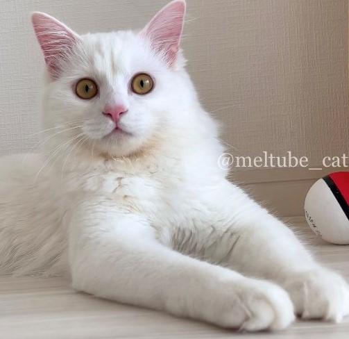 出所：@meltube_cat 