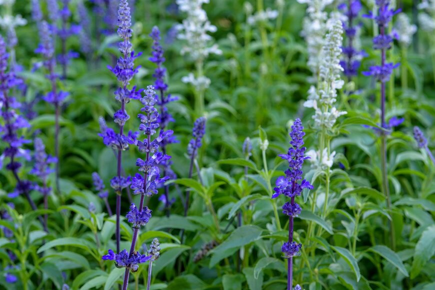 nuwatphoto/Shutterstock.com