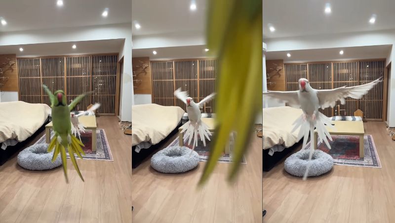 出所：@zundamame_cockatiel