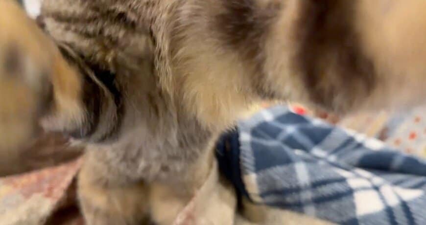 出所：@Adonis_Beginner