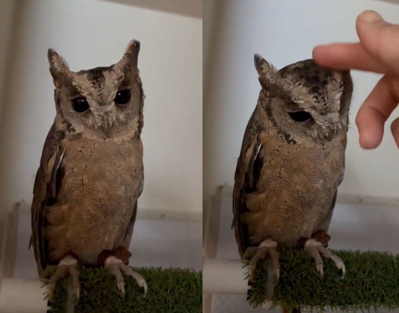 出所：@purinon2929k