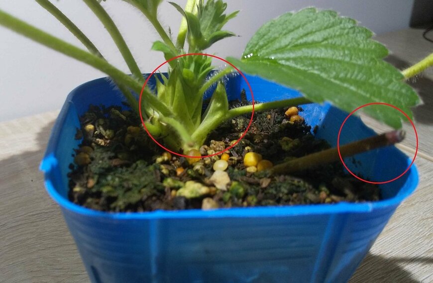 左の赤丸部分がクラウン、右の赤丸部分がランナー（LIMO編集部）