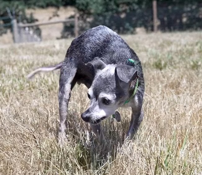 飼い主が交通事故に遭い「行き場を失った」20歳の犬。安楽死の危機を乗り越え保護施設で余生を過ごす姿に反響