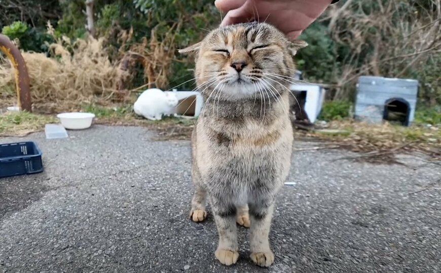 「ごはんだニャ～！」猫軍団、まさかの勘違い？餌やりの人と間違えてつい《全力おもてなし》しちゃう猫たちが話題