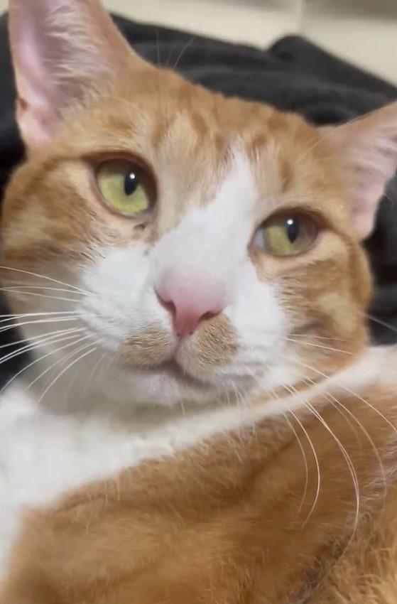 出所：@Neko2Obasan