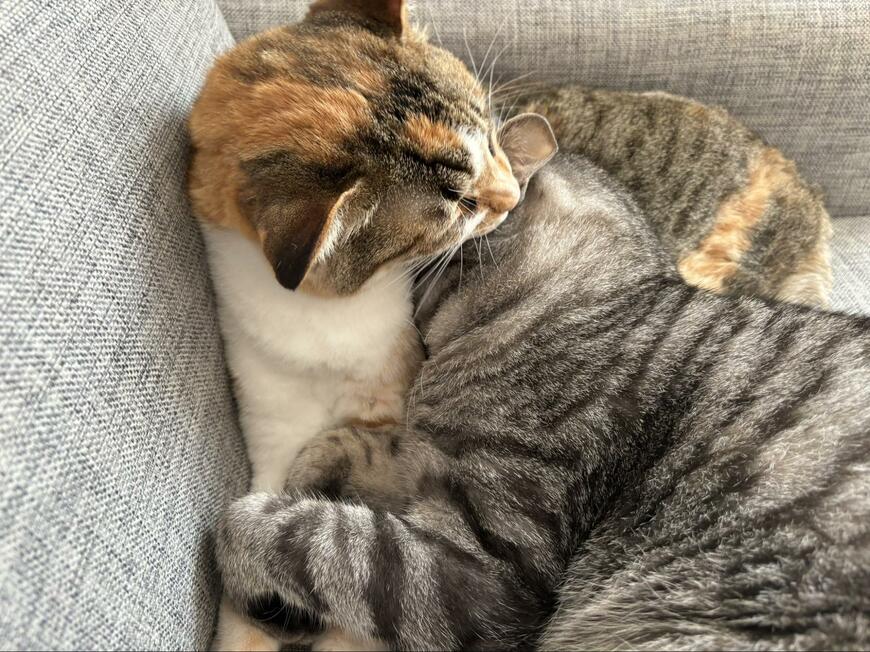 出所：@totomaru_hanmi