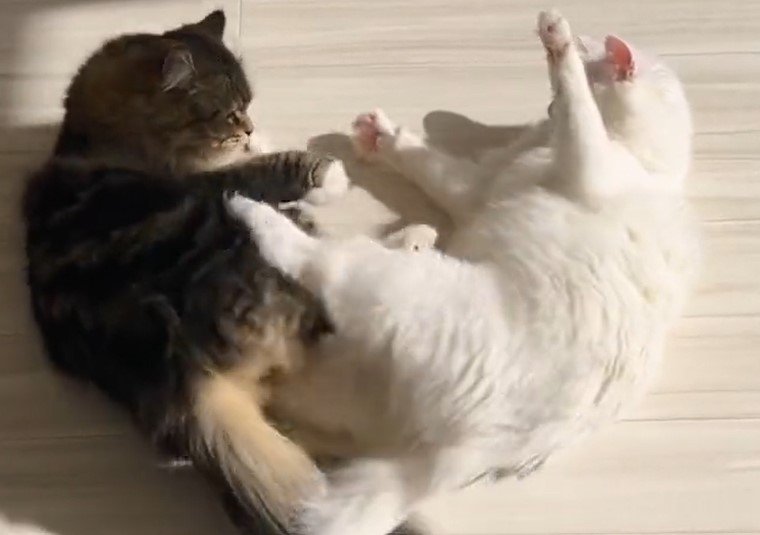 出所：@meltube_cat