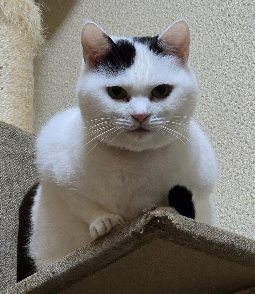 出所：@sironezumi77