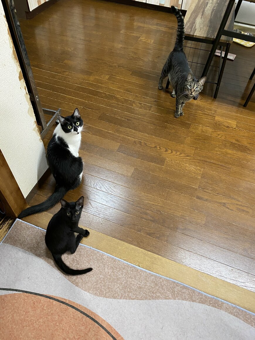 出所：@00shitemita