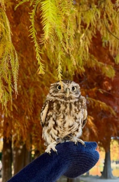 【イチョウの帽子をかぶるフクロウ】妖精のような可愛すぎる姿が大反響！「撃ち抜かれました」と胸キュンする人が続出