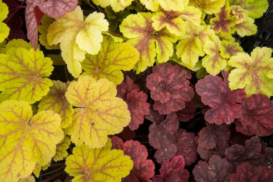 mistletoe/shutterstock.com