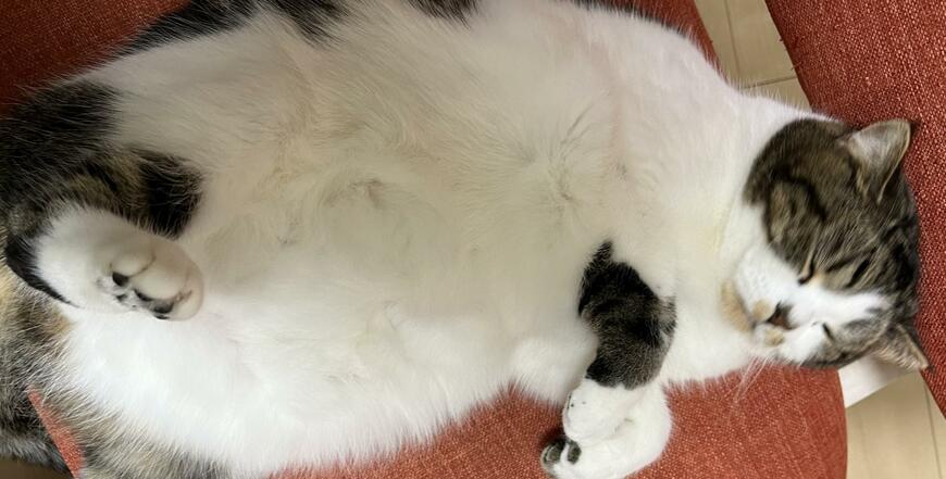 出所：@torotolo106106