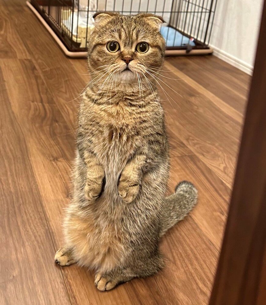 出所：@ponpokopontanu