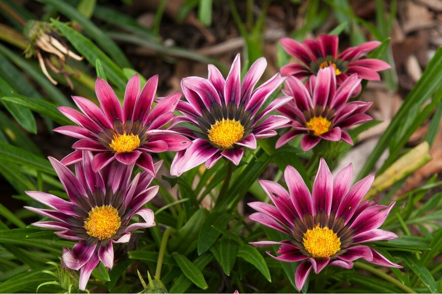 demamiel62/Shutterstock.com