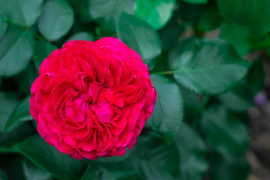 Polly-Yoko/shutterstock.com