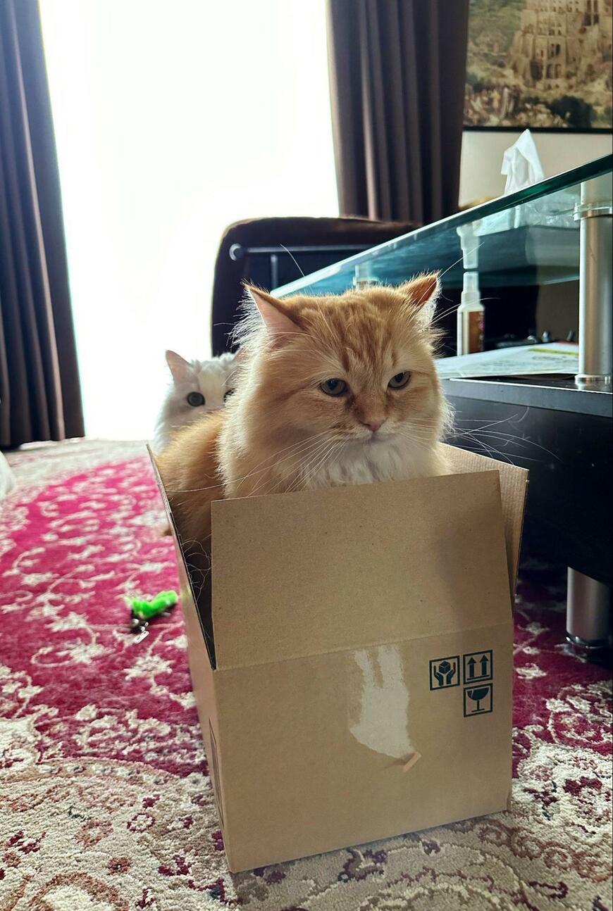 出所：@NEKOLAND13