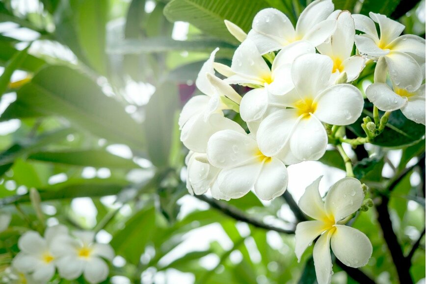 Techa Tungateja/istockphoto.com