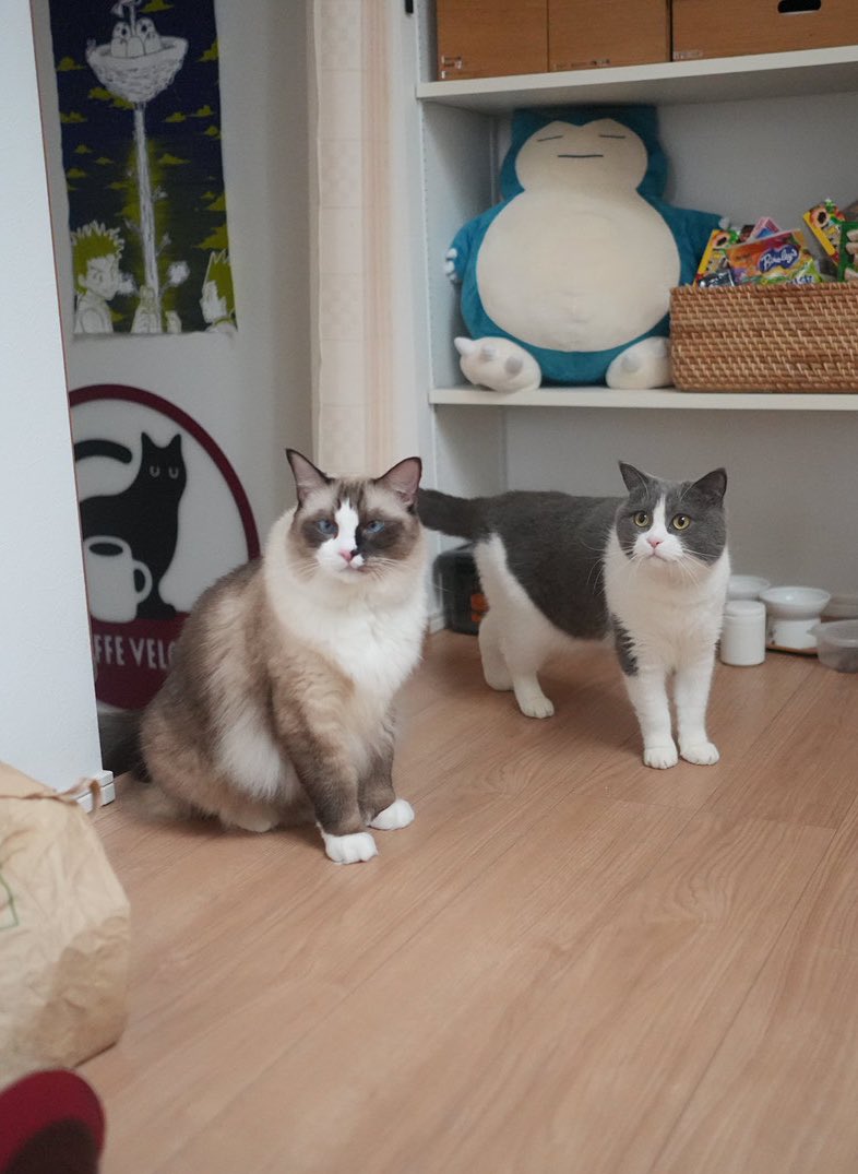 太い尻尾が印象的な猫たち