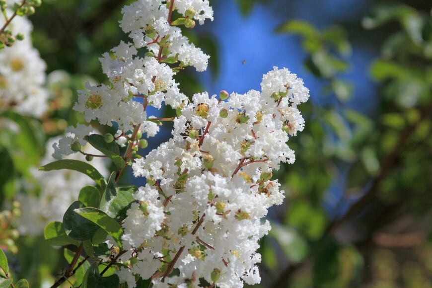 白いサルスベリの花
