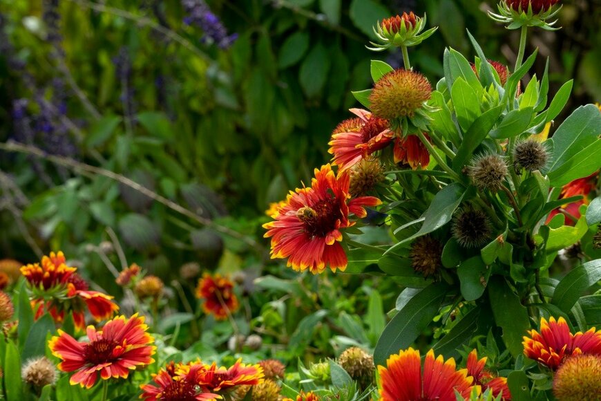 ガイラルディアの花