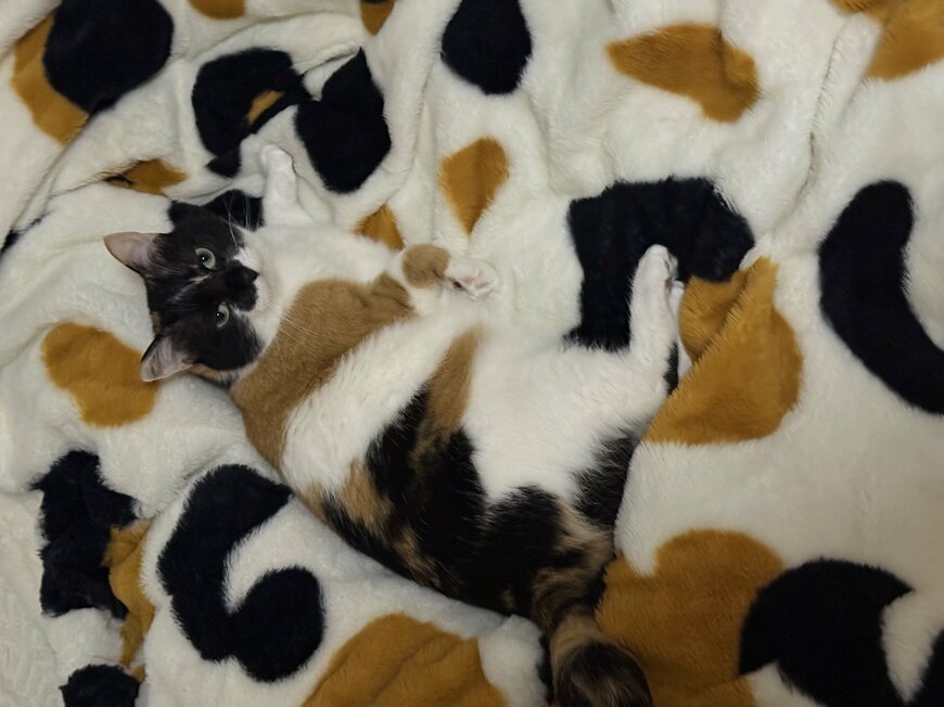 ルームウェアと同化している三毛猫ちゃん