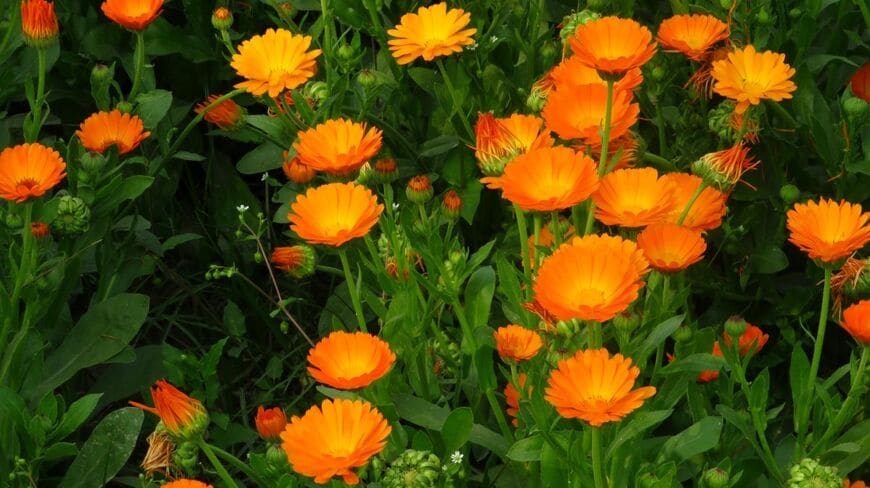 オレンジ色の花を咲かせている、カレンデュラ