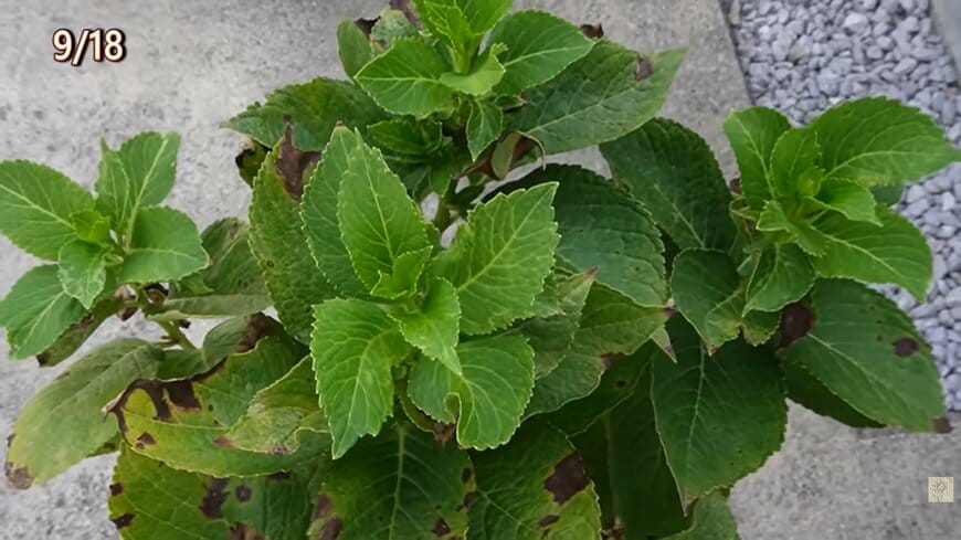 植え替えたアジサイの1年後