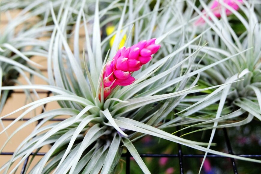 チランジア・ストリクタ