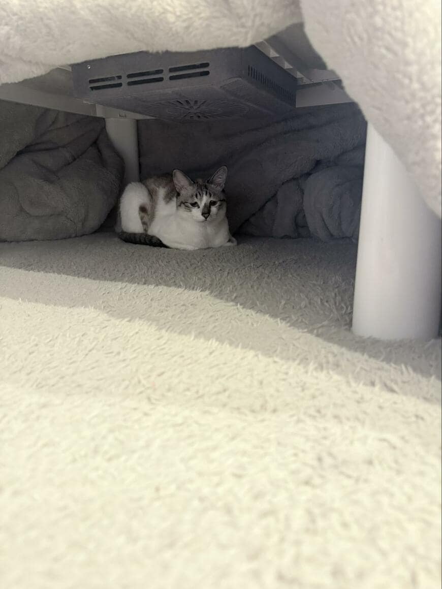 こたつに入る猫