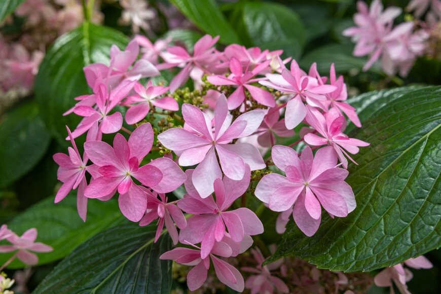 ピンク色の花を咲かせている、ダンスパーティー