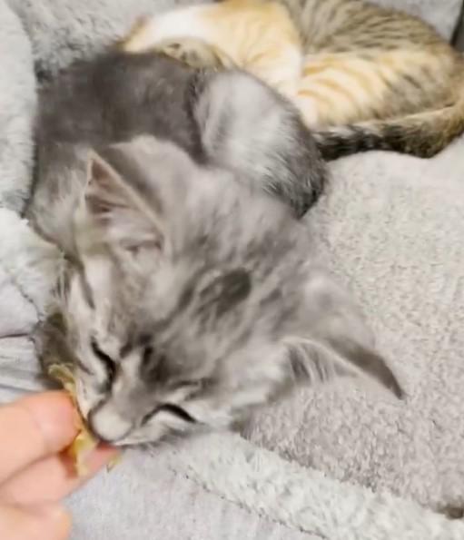 鰹節を食べる猫