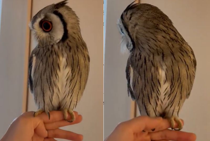 投稿動画のワンシーン