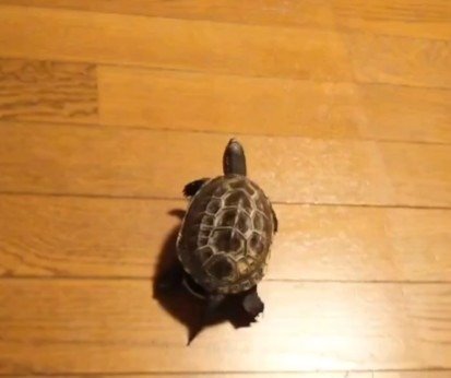 ミニサイズのスケボーに乗ってグイグイ進む軍曹くん