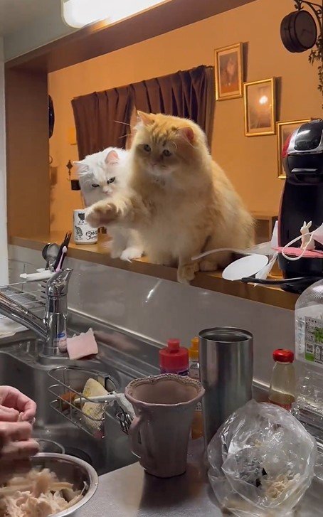 ささみが欲しい猫